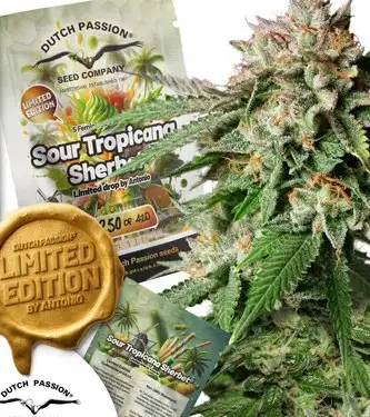 Sour Tropicana Sherbet > Dutch Passion | Semillas feminizadas  |  Híbrido